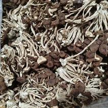 精品茶树菇大量供应江西产地直发质量保证欢迎订购来电