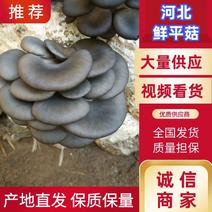 蘑菇精品鲜平菇河北邯郸平菇大量供应中保质保量