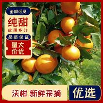 广西桂林高优沃柑大量供应，肉质鲜嫩化渣，个头颜色好！
