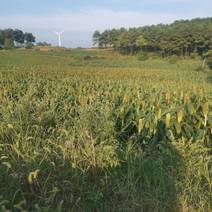 土地旱地水浇地大块连片地可种玉米花生芝玉米高梁红术寻农作