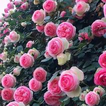 藤本月季，爬藤月季，粉龙红龙王妃庆典蒂娜30多品种