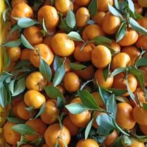 实力广西南丰蜜橘百家果大量上市有市场的老板过来了一条龙。