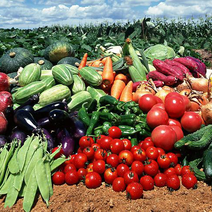 水果蔬菜质检报告办理，承接全国食品检测业务，cma第三方