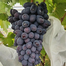 蓝色拉威尔葡萄苗天然无核早熟葡萄新品种数量有限